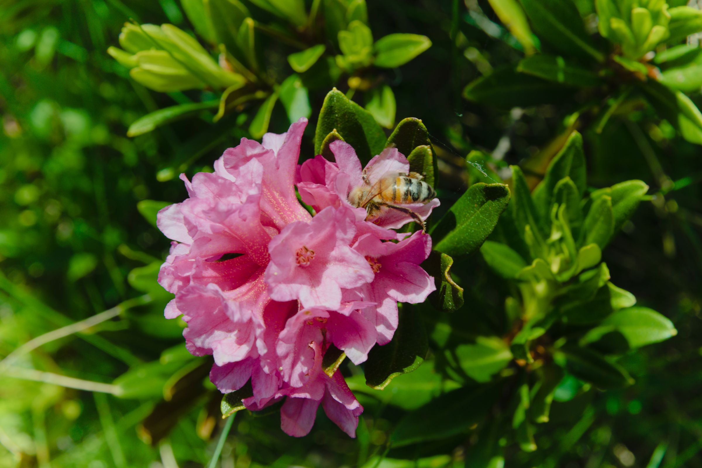 Dihasilkan dengan Ekstrak Kultur Sel Daun Rhododendron Ferrugineum, yang membantu melindungi daripada kerosakan yang disebabkan oleh UV dengan sifat anti-oksidan sambil menghidrat dan melembapkan kulit.